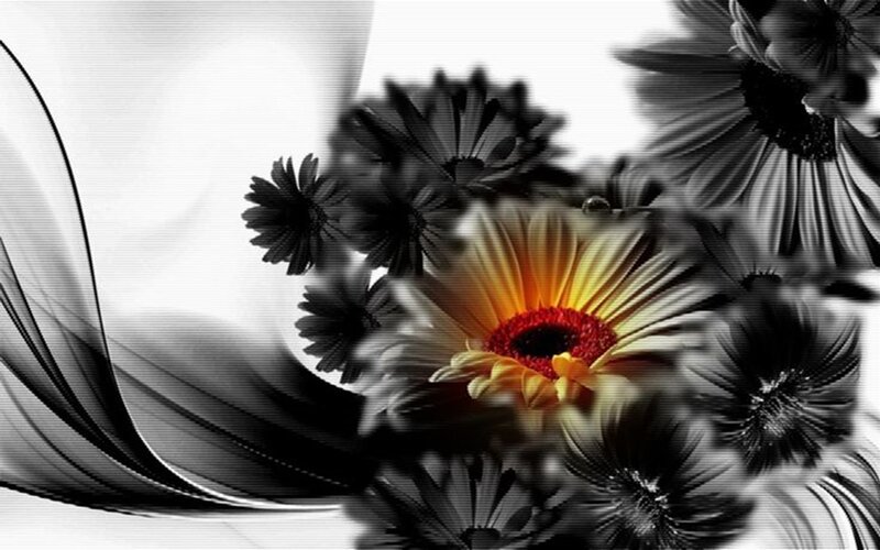 Colorful Daisy Flower — Yellow, Dramatic