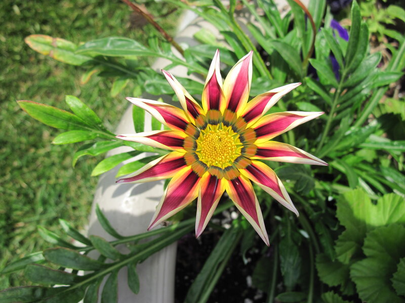 Colorful Daisy Flower — Yellow
