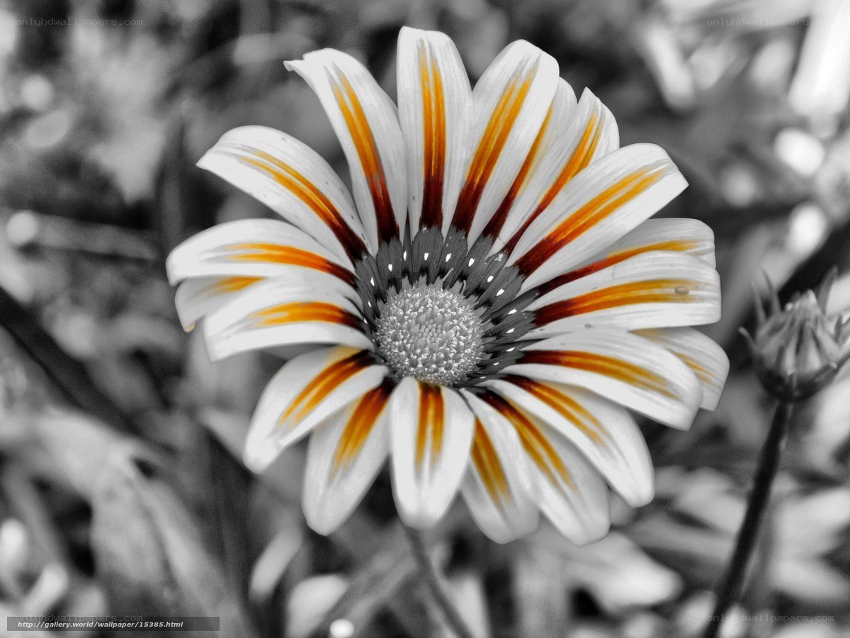 Colorful daisy flower