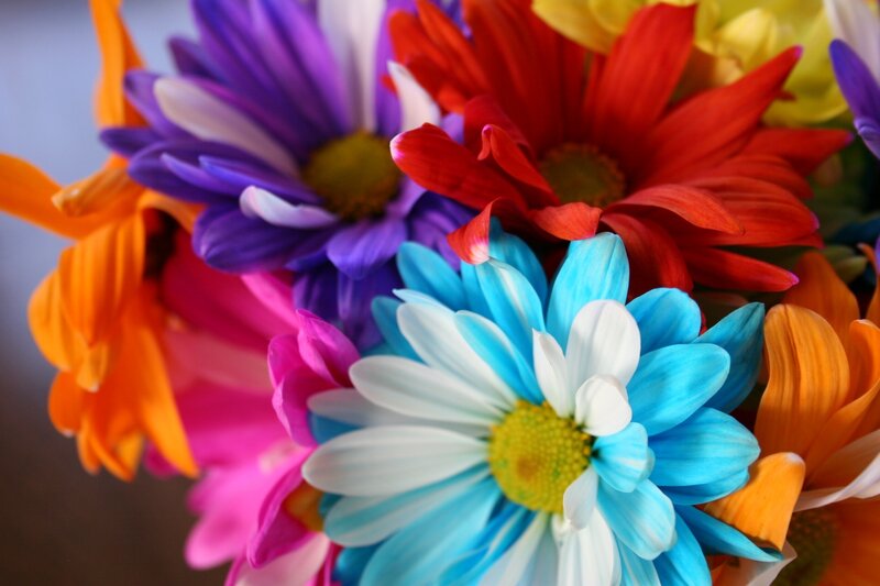 Colorful Daisy Flowers — Blue