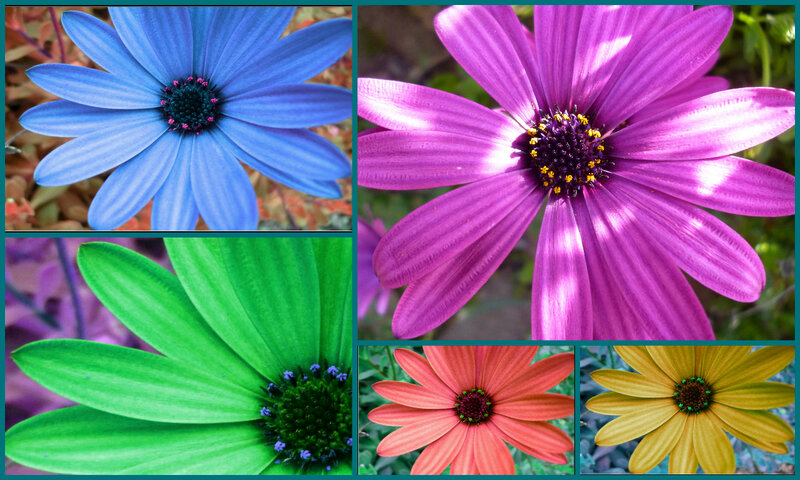 Colorful Daisy Flowers — Blue, Vibrant, Photograph, Flower