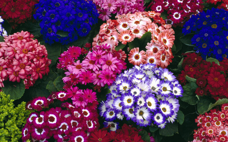 Colorful Daisy Flowers — Blue, Vibrant, Photograph