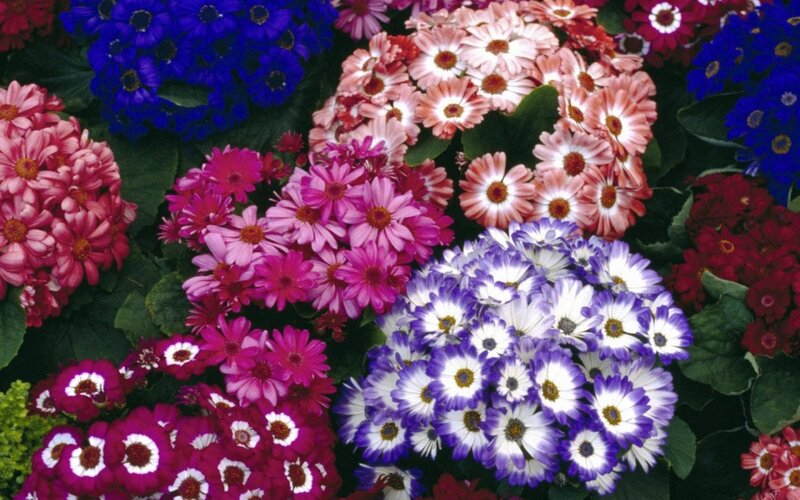 Colorful Daisy Flowers — Blue, Vibrant