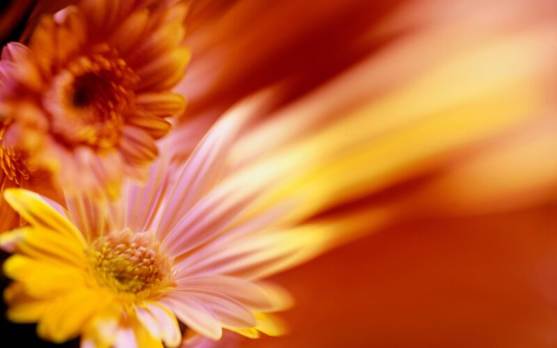 Colorful Daisy Flowers — Orange