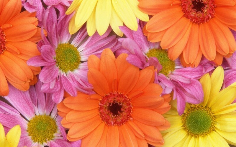 Colorful Daisy Flowers — Orange, Vibrant
