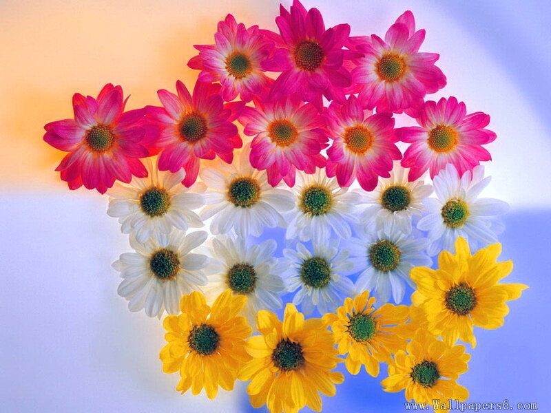 Colorful Daisy Flowers — Pink