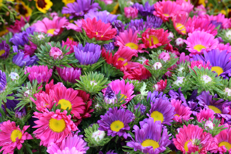 Colorful Daisy Flowers — Pink, Vibrant
