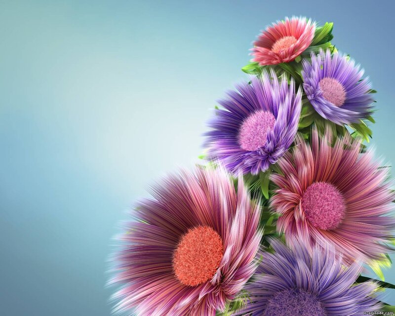Colorful Daisy Flowers — Purple, Calm