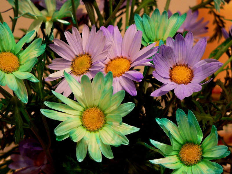 Colorful Daisy Flowers — Purple