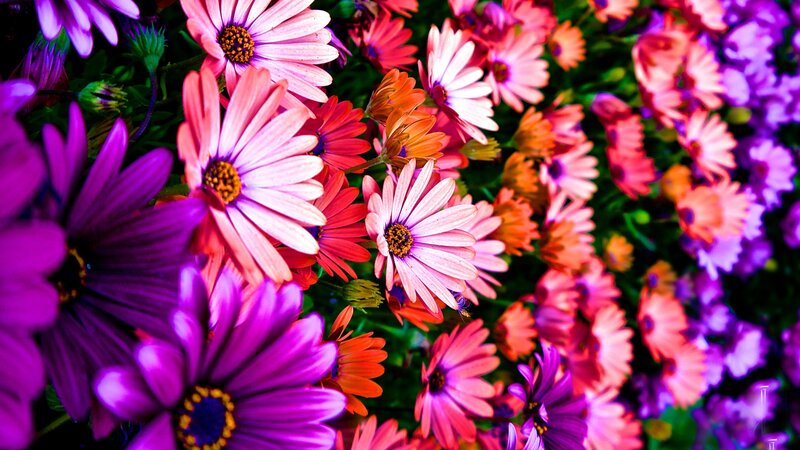Colorful Daisy Flowers — Purple, Vibrant