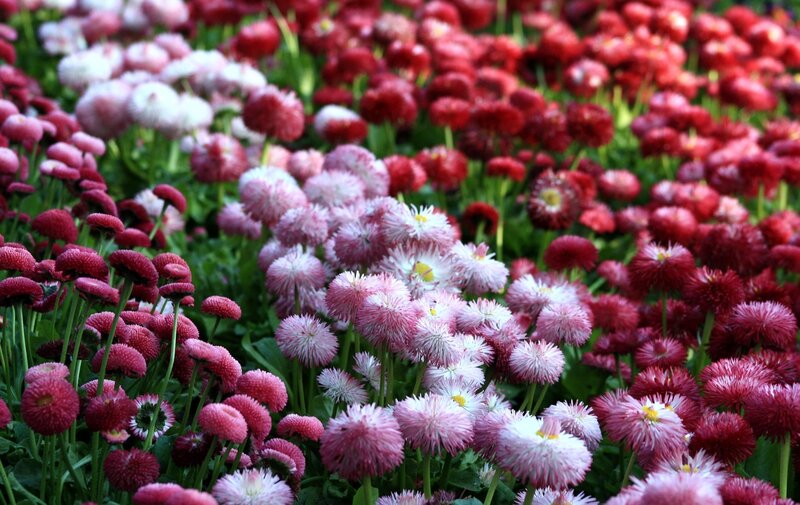 Colorful Daisy Flowers — Red