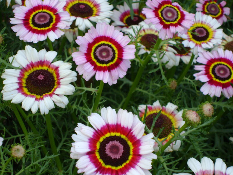 Colorful Daisy Flowers — White