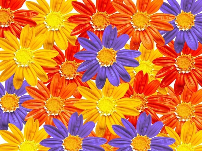 Colorful Daisy Flowers — Yellow