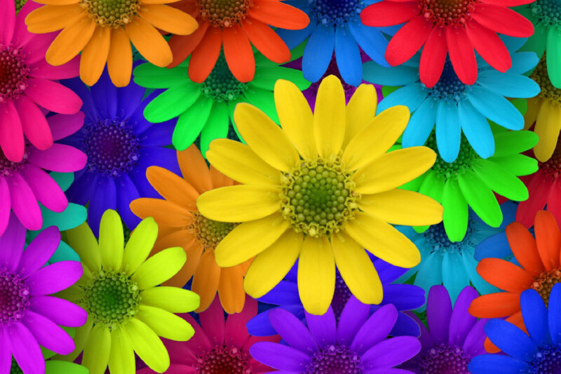 Colorful Daisy Flowers — Yellow, Vibrant, Photograph, Petals