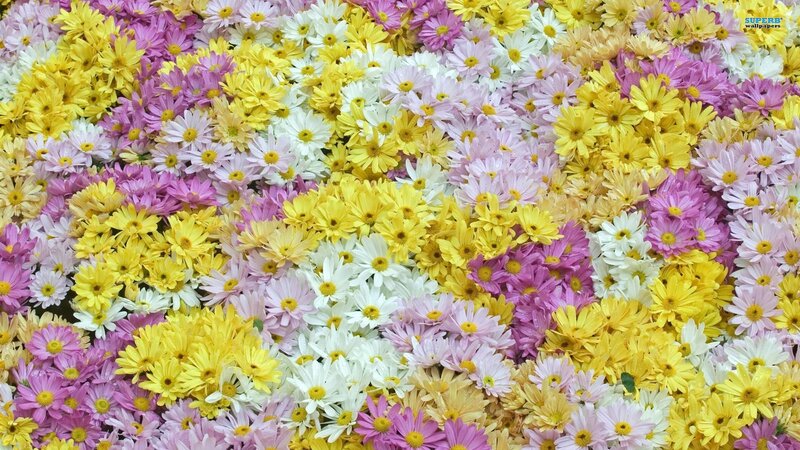 Colorful Daisy Flowers — Yellow, Vibrant
