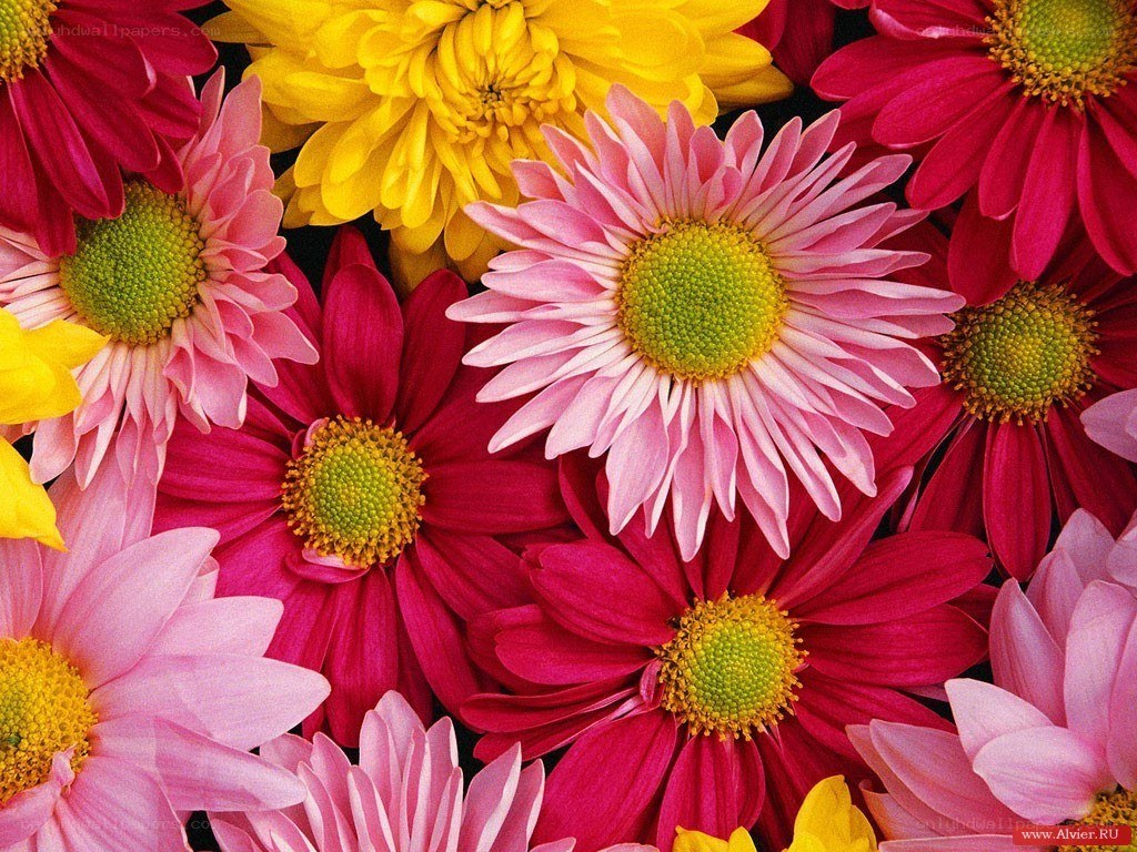 Colorful daisy flowers