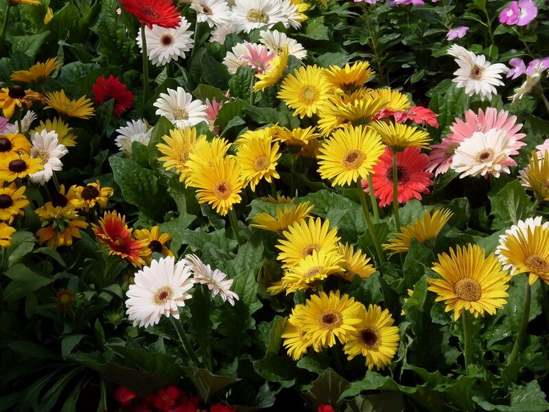 Colorful daisy garden