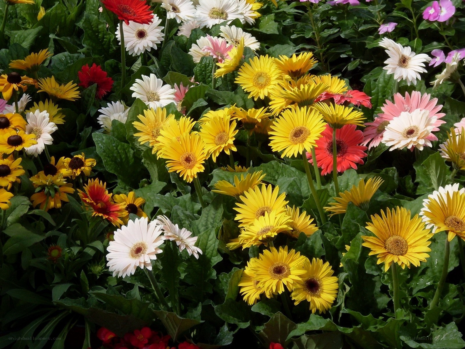 Colorful daisy garden