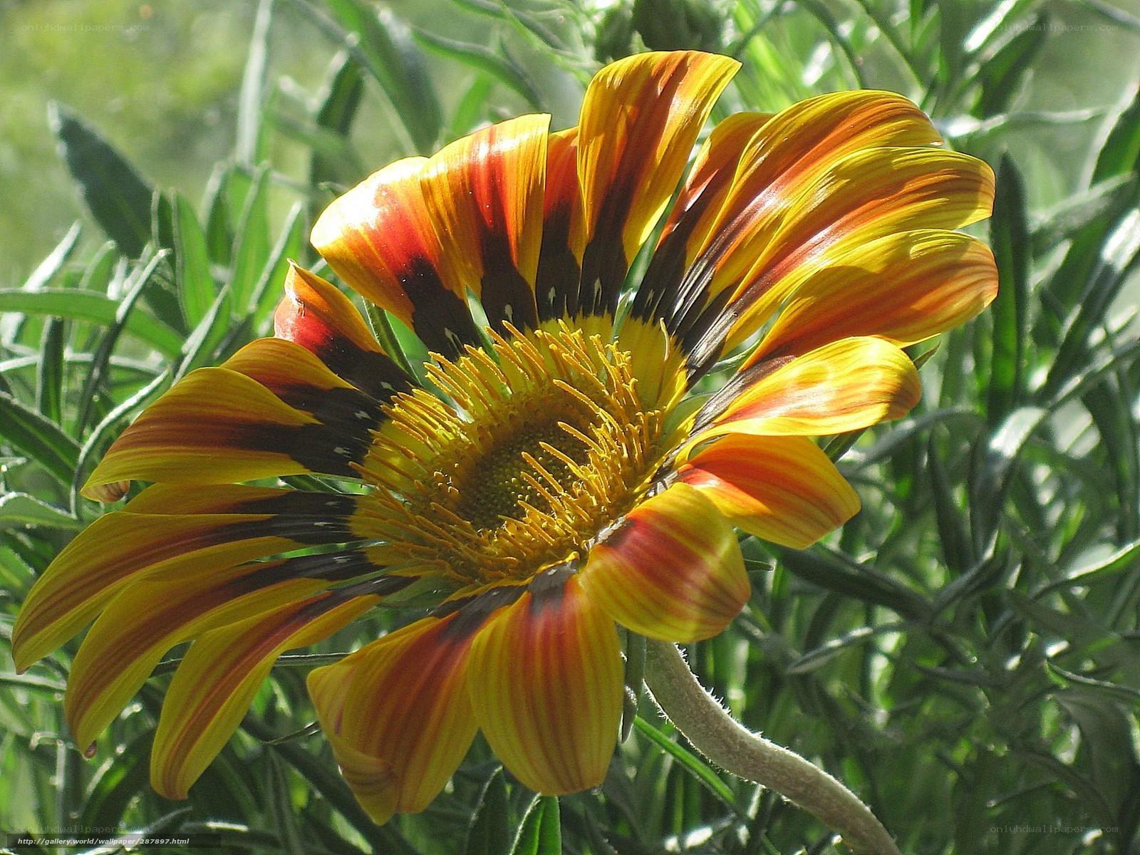 Colorful daisy in sunlight