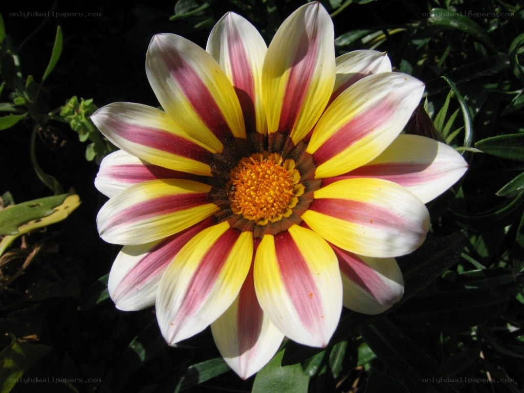 colorful daisy-like flower