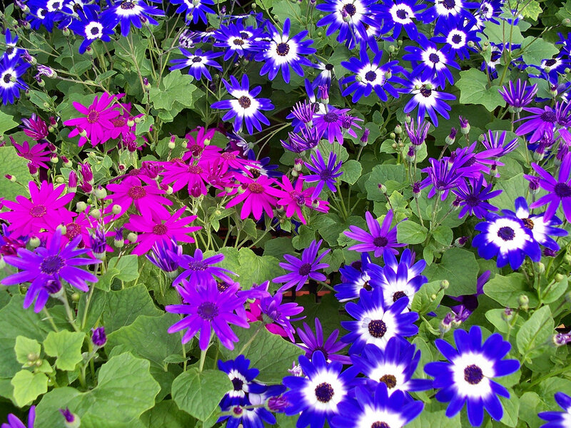 Colorful daisy-like flowers