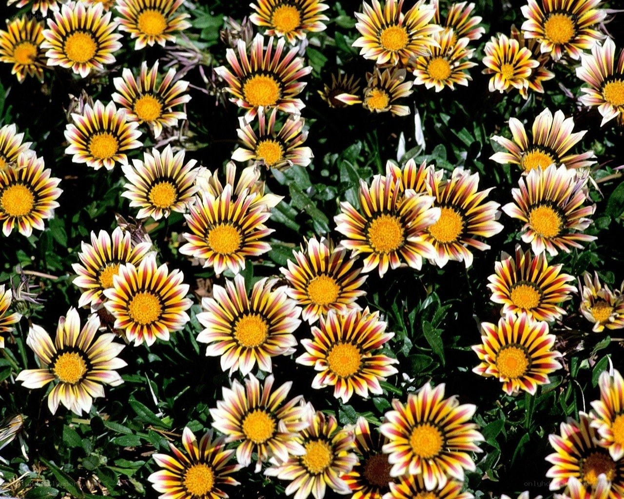 Colorful daisy-like flowers