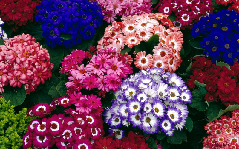 Colorful Daisy-like Flowers — Blue