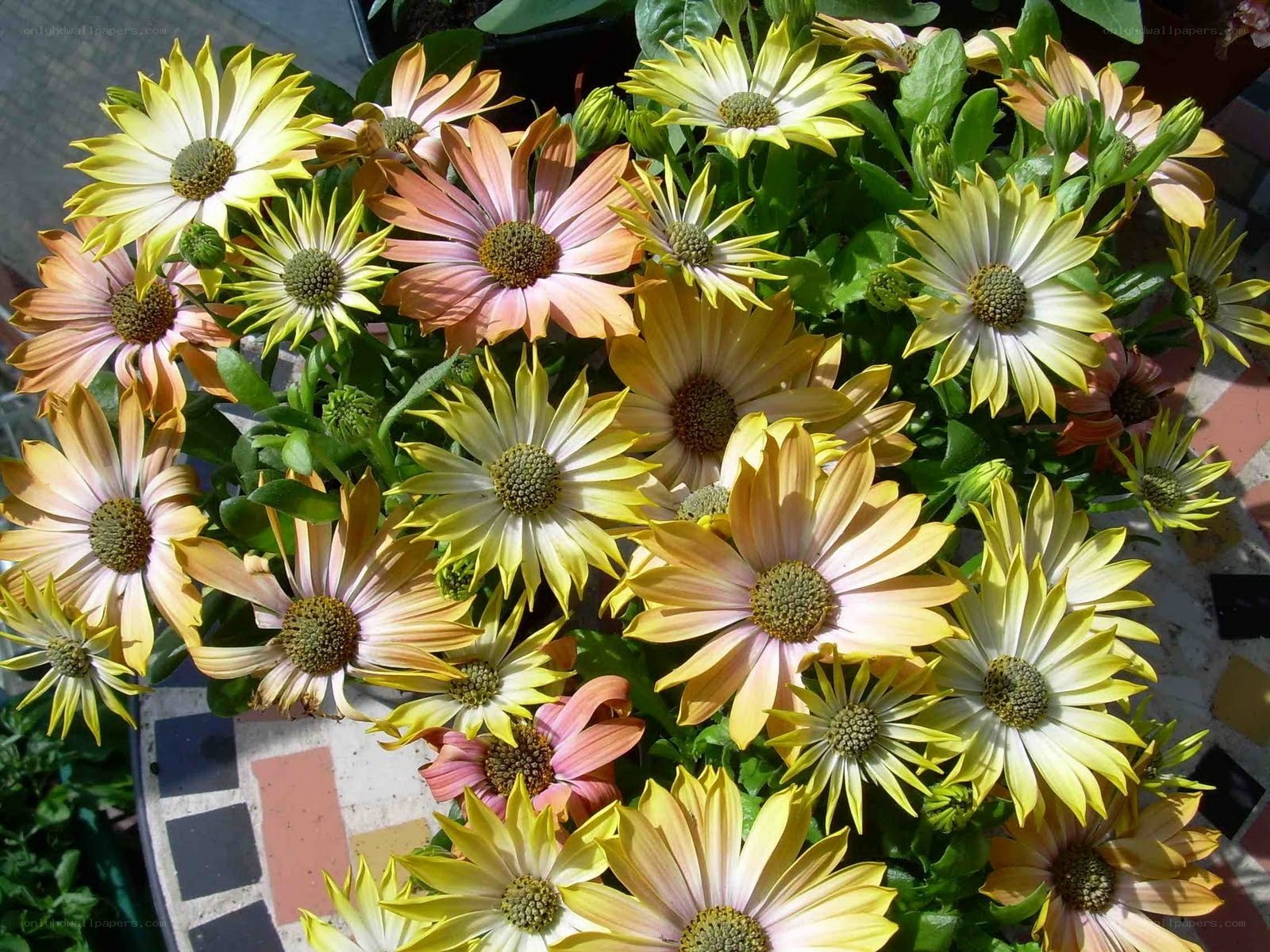 Colorful daisy-like flowers in bloom