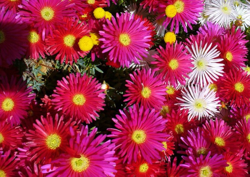 Colorful Daisy-like Flowers — Pink