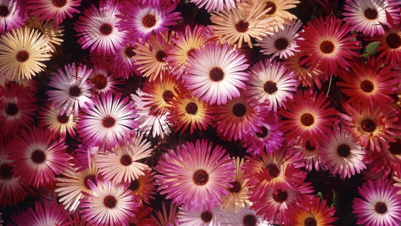 Colorful Daisy-like Flowers — Pink, Vibrant, Photograph
