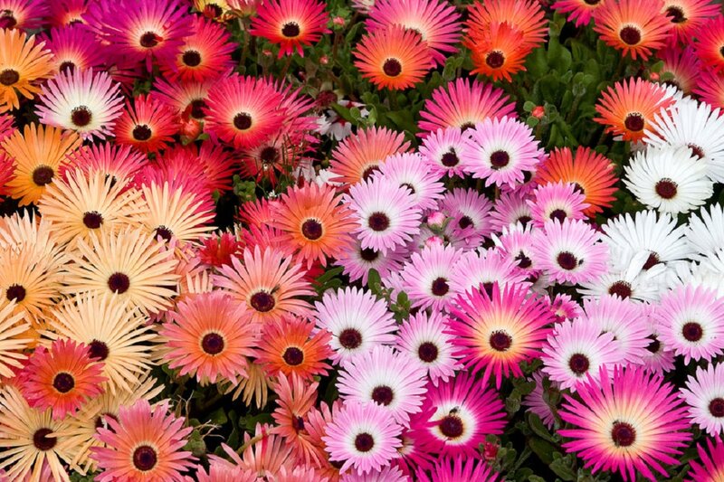Colorful Daisy-like Flowers — Pink, Vibrant