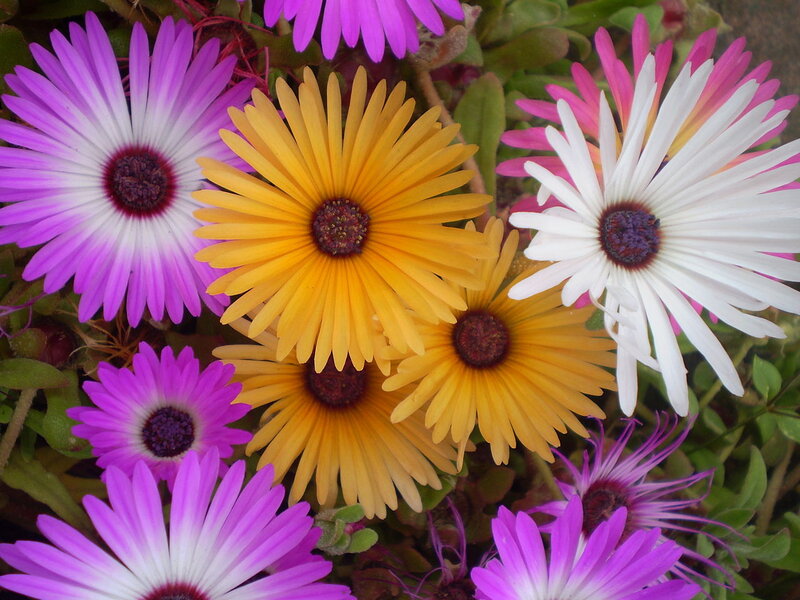 Colorful Daisy-like Flowers — Purple, Vibrant
