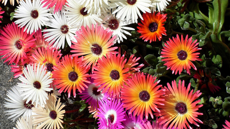 Colorful Daisy-like Flowers — Red