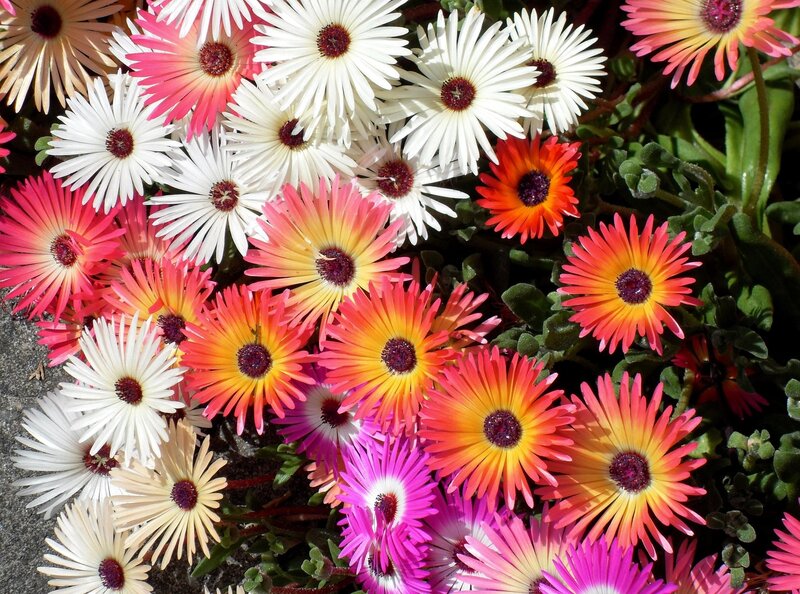 Colorful Daisy-like Flowers — White
