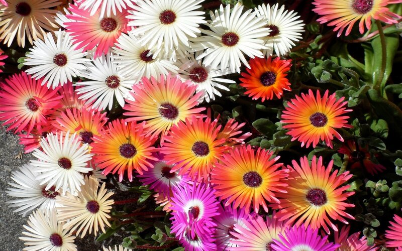 Colorful Daisy-like Flowers — White, Vibrant