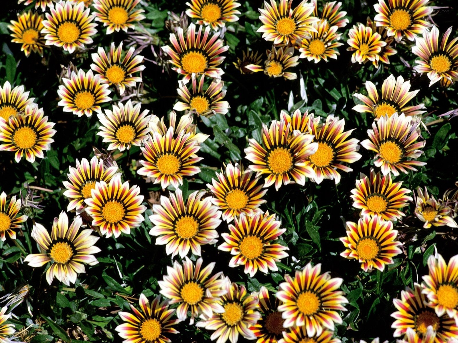 Colorful daisy-like flowers