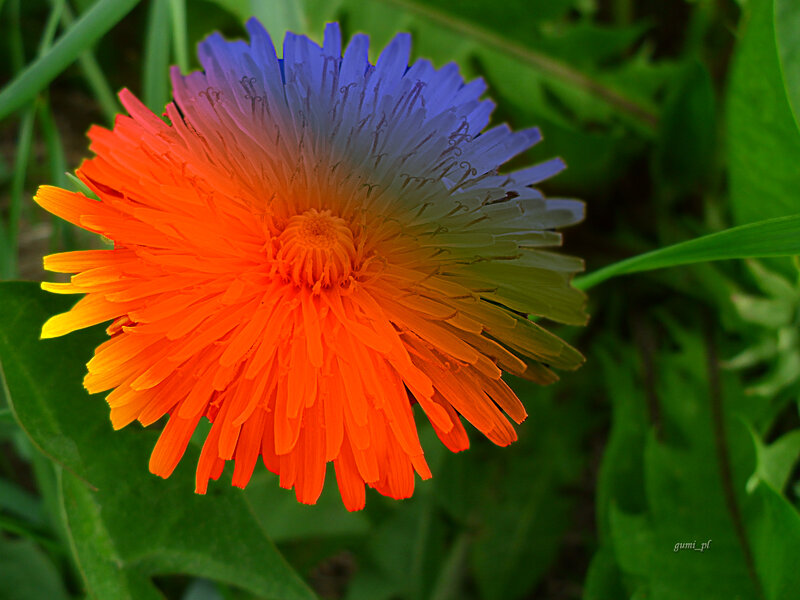 Colorful Dandelion Flower