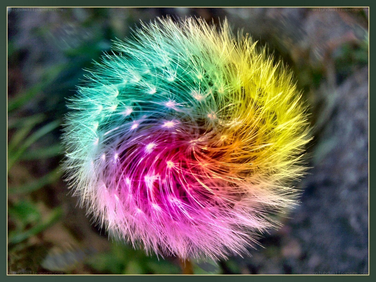 Colorful dandelion seed head