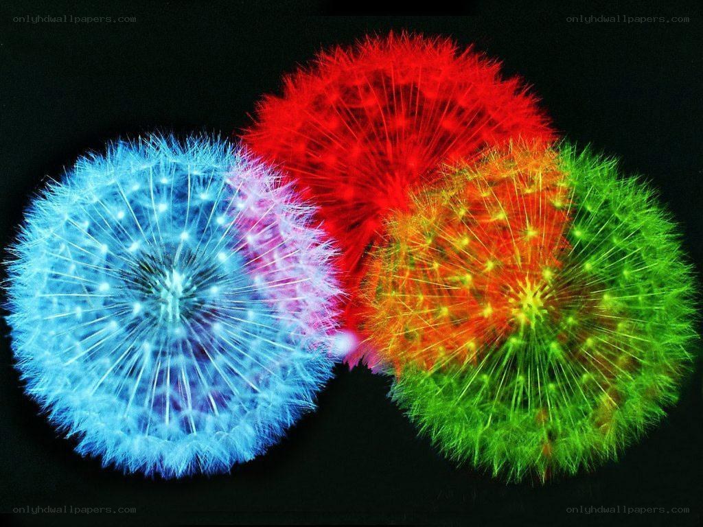 Colorful dandelion seed heads