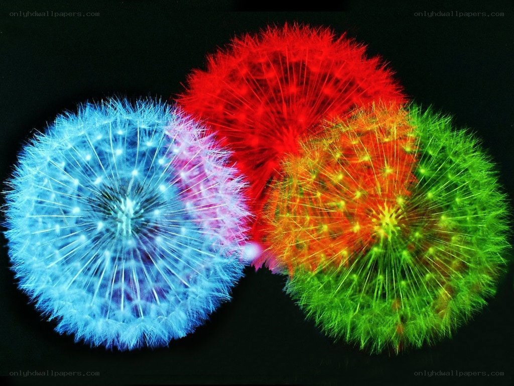 Colorful dandelion seed heads