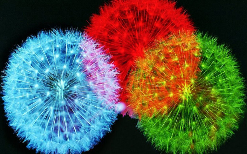Colorful Dandelion Seeds — Blue