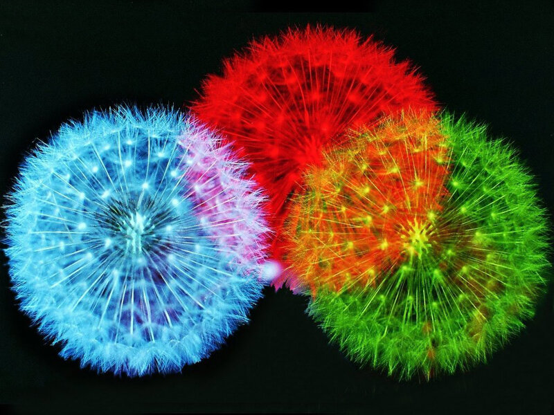 Colorful Dandelion Seeds — Blue, Vibrant
