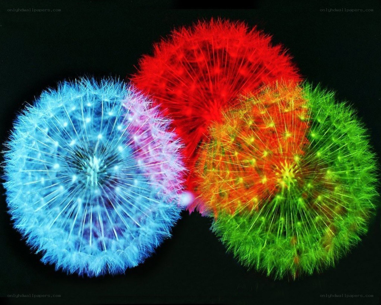 Colorful dandelion seeds