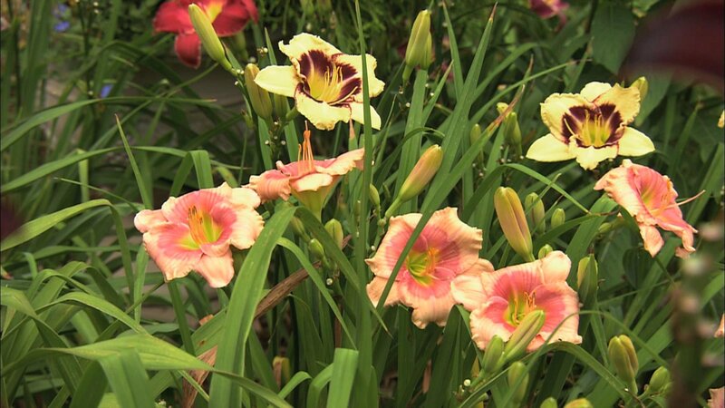 Colorful daylilies in a garden