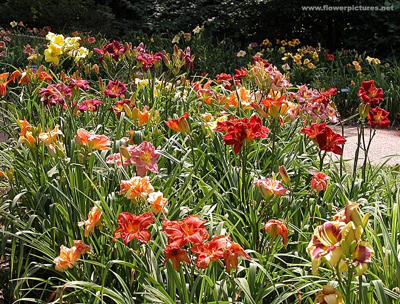 Colorful Daylilies in Garden — Red