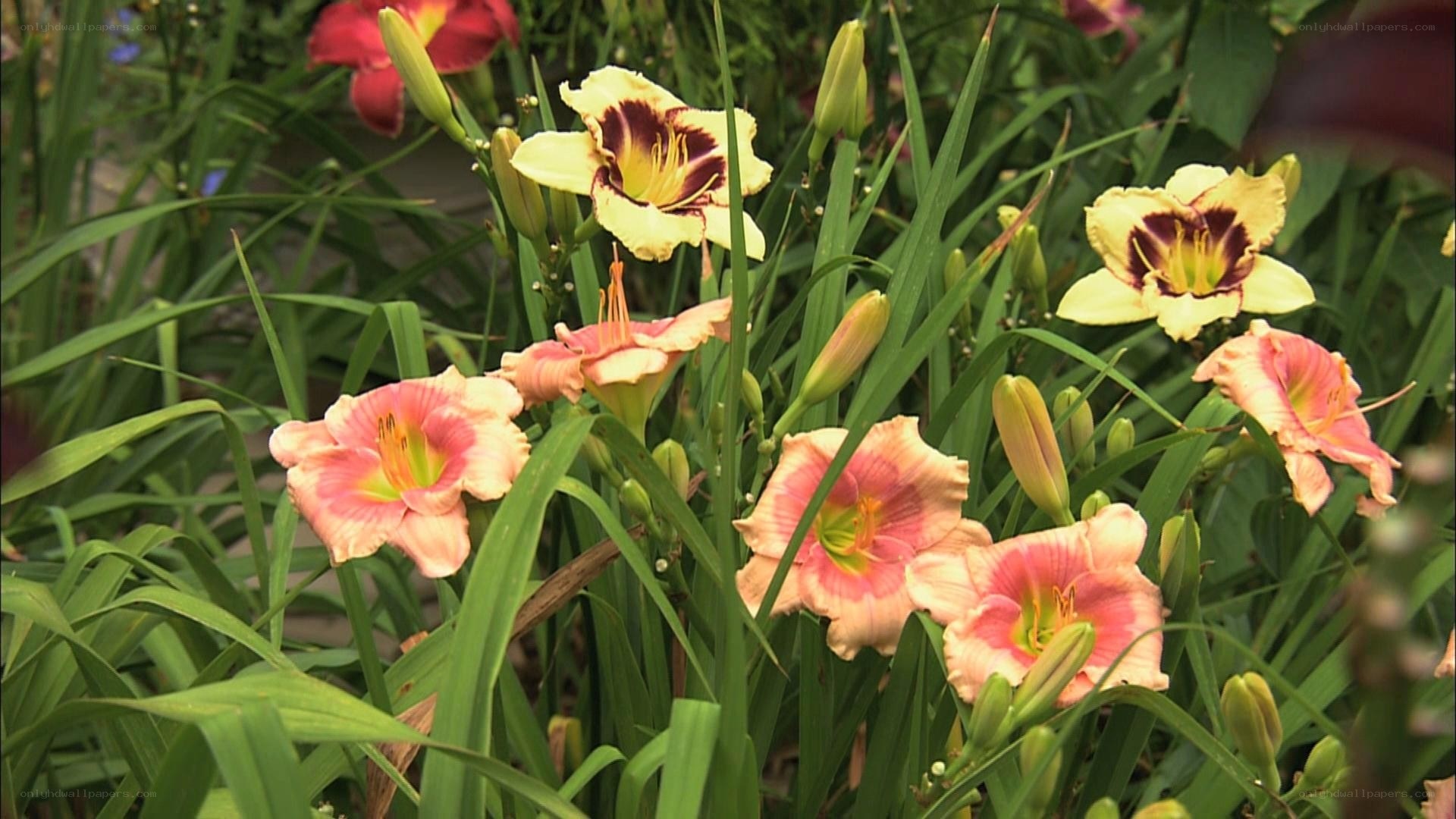 Colorful daylilies in garden