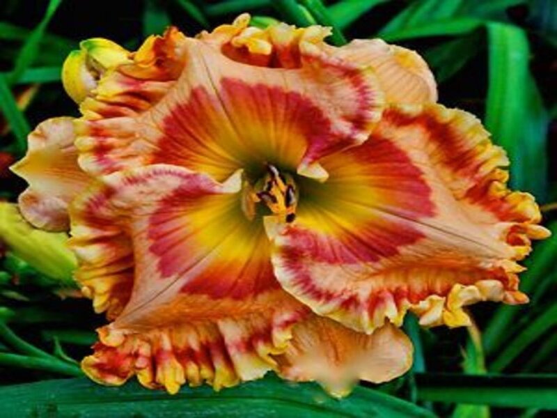 Colorful Daylily Flower