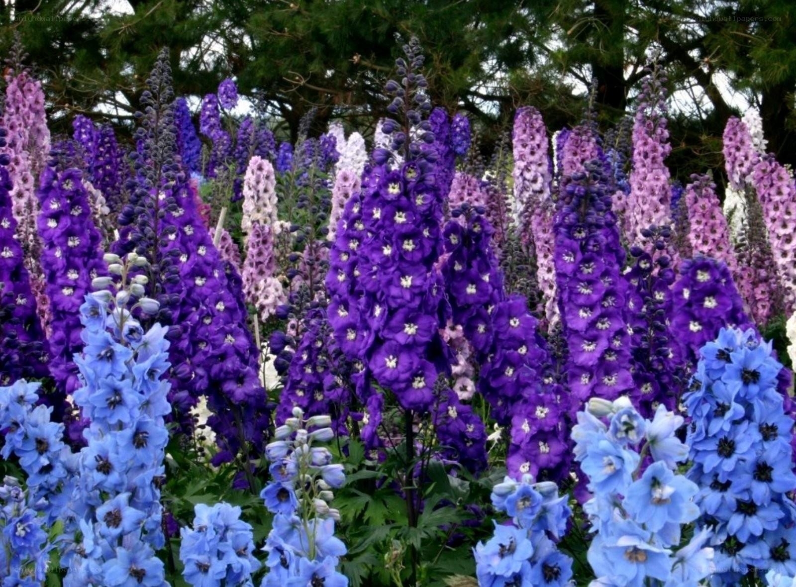 Colorful delphinium flowers