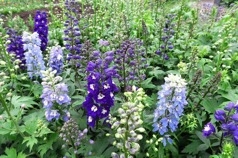 Colorful Delphinium Flowers — Purple