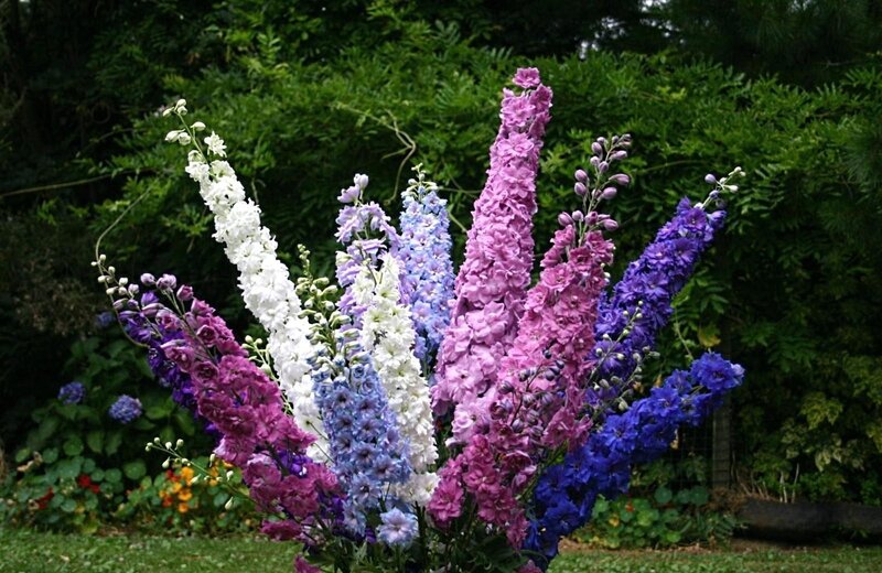 Colorful delphinium flowers